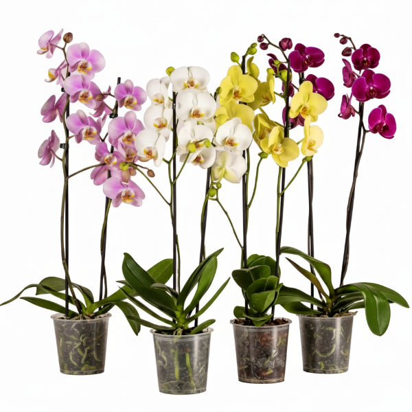 Moth Orchids, Phalaenopsis orchids – image 3
