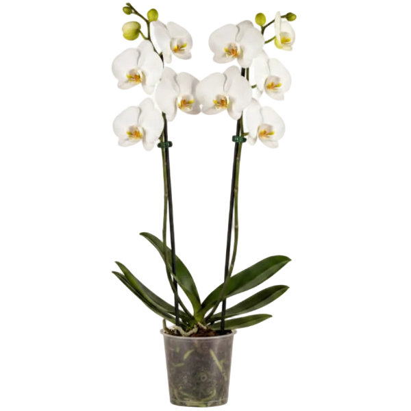 Moth Orchids, Phalaenopsis orchids – image 5