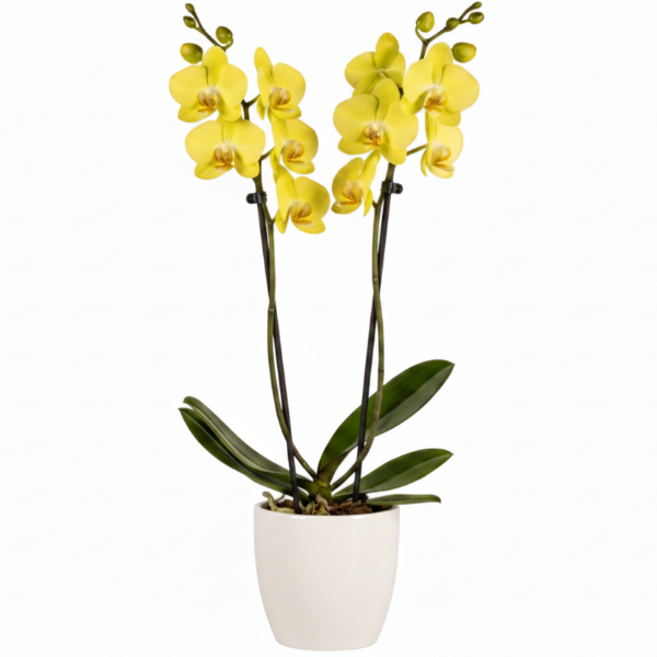 Moth Orchids, Phalaenopsis orchids – image 12
