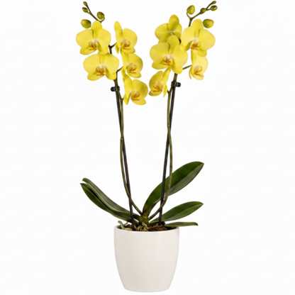 Moth Orchids, Phalaenopsis orchids – image 12