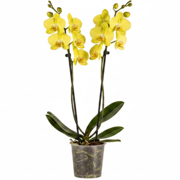Moth Orchids, Phalaenopsis orchids – image 8