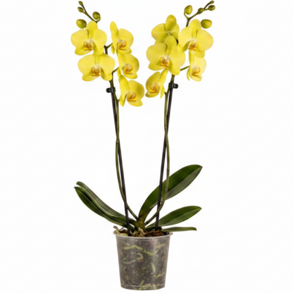 Moth Orchids, Phalaenopsis orchids – image 8
