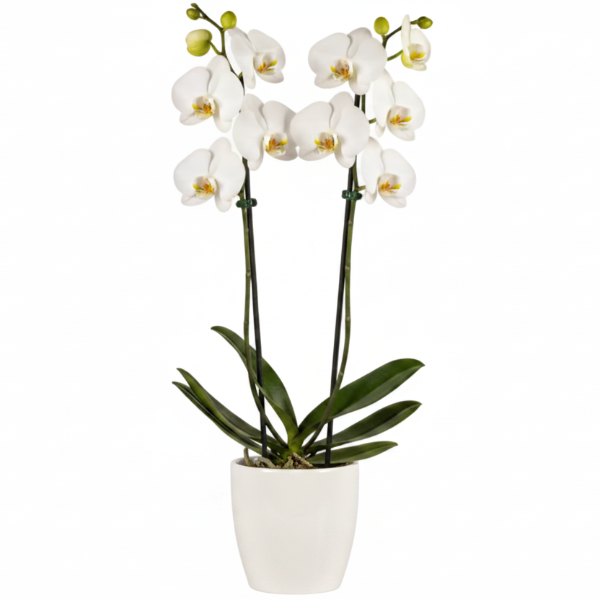 Moth Orchids, Phalaenopsis orchids – image 9