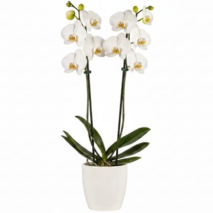 Moth Orchids, Phalaenopsis orchids – image 9