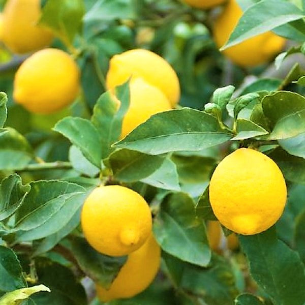 Lemon Tree, Citrus Lemon – image 6
