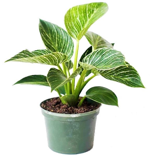 Philodendron Birkin – image 1