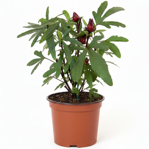Hibiscus Sabdariffa, Roselle, Karkade – image 4