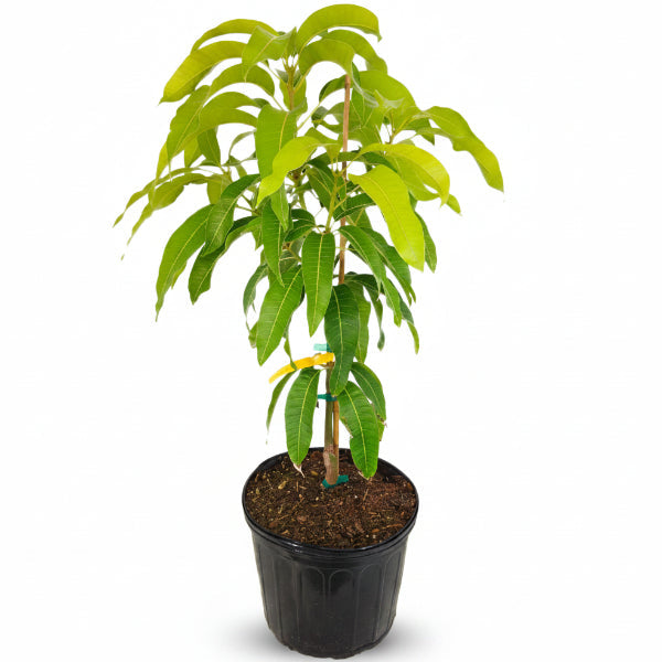 Mangifera indica, Mango Tree – image 5