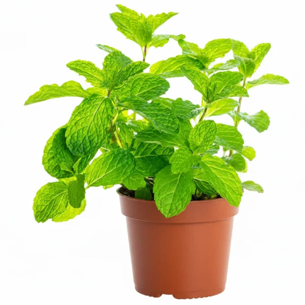 Mint Plant, Mentha – image 1