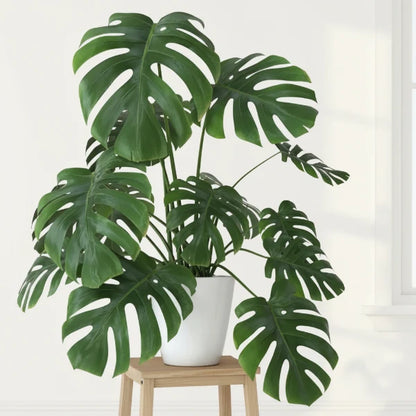 Swiss Cheese Plant, Monstera Deliciosa , The Hurricane – image 4