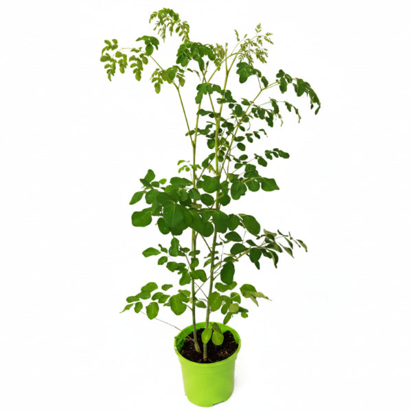 Moringa Oleifera, Drum Stick – image 2