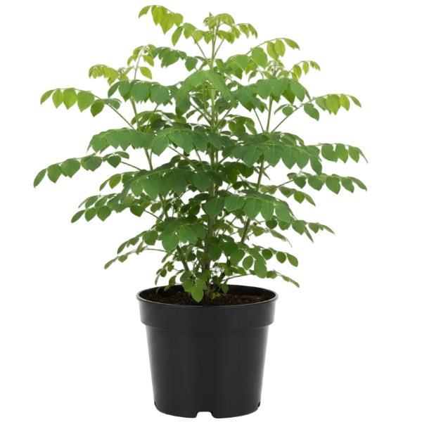 Moringa Oleifera, Drum Stick – image 1