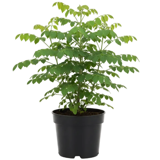 Moringa Oleifera, Drum Stick – image 1