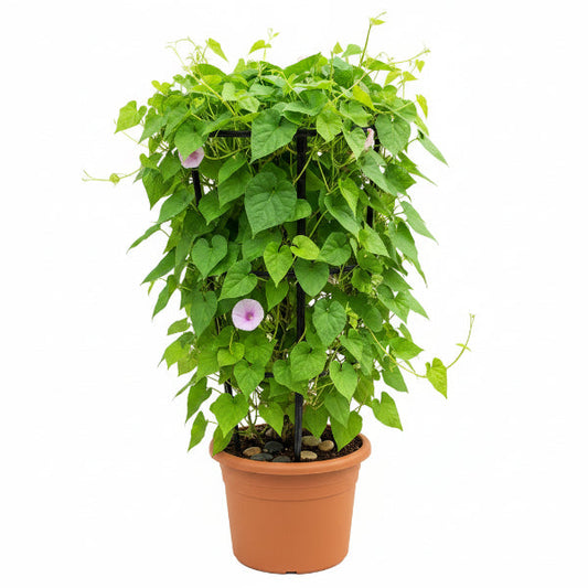 Ipomoea Pes-Caprae, Railroad Vine or Railway Creeper – image 1