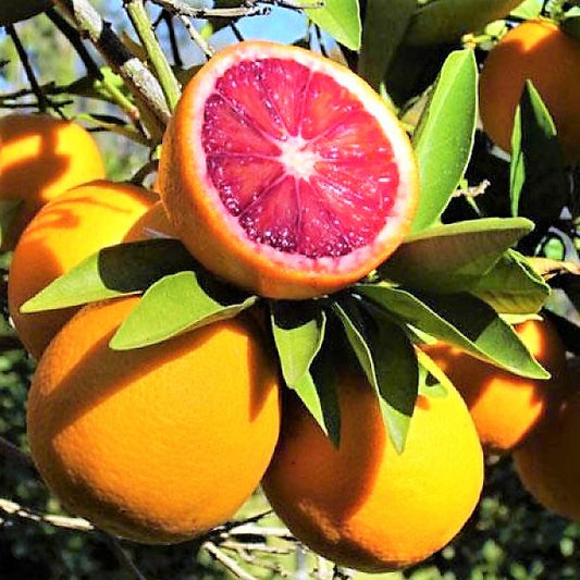 Citrus sinensis Moro, Blood Orange Tree – image 2