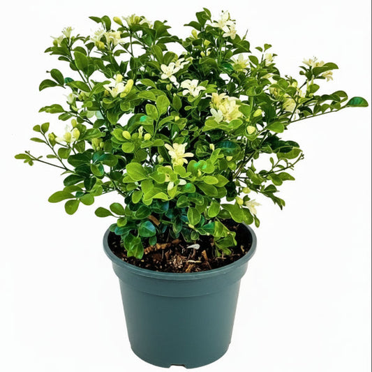 Murraya paniculata, Orange Jasmine, Thai Jasmine – image 1