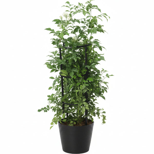Murraya paniculata, Orange Jasmine, Thai Jasmine – image 7