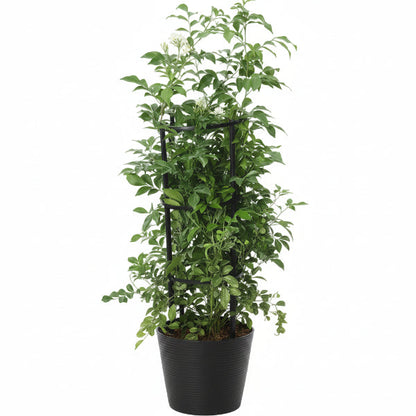 Murraya paniculata, Orange Jasmine, Thai Jasmine – image 7