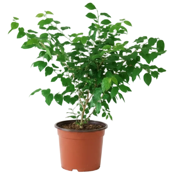 Ziziphus Spina Christi, Sidr Tree – image 7