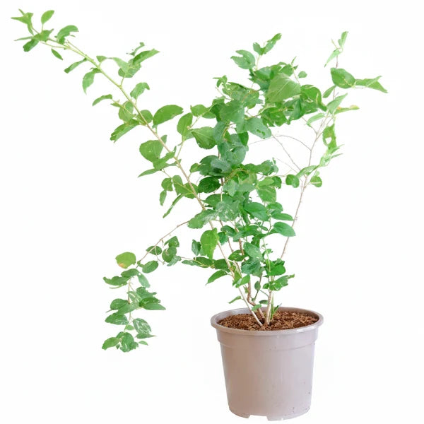 Ziziphus Spina Christi, Sidr Tree – image 3