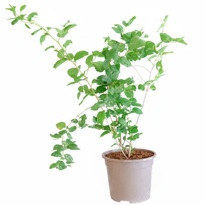 Ziziphus Spina Christi, Sidr Tree – image 3