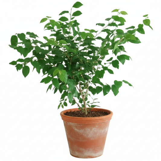 Ziziphus Spina Christi, Sidr Tree – image 1