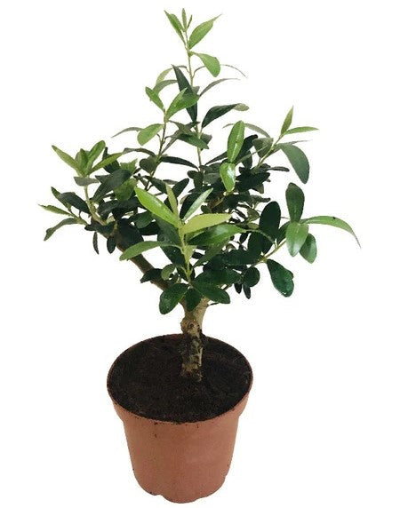 Olive Dwarf Indoor - Olive Bonsai – image 7
