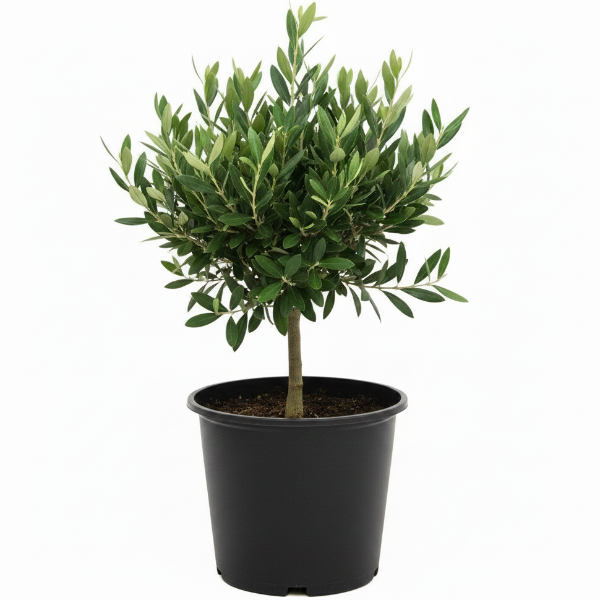 Olive Dwarf Indoor - Olive Bonsai – image 9