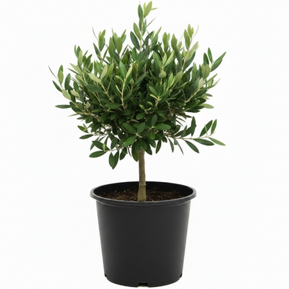 Olive Dwarf Indoor - Olive Bonsai – image 9