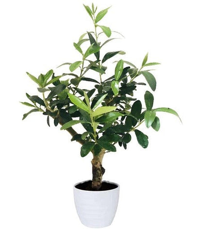 Olive Dwarf Indoor - Olive Bonsai – image 8