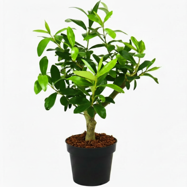 Olive Dwarf Indoor - Olive Bonsai – image 4
