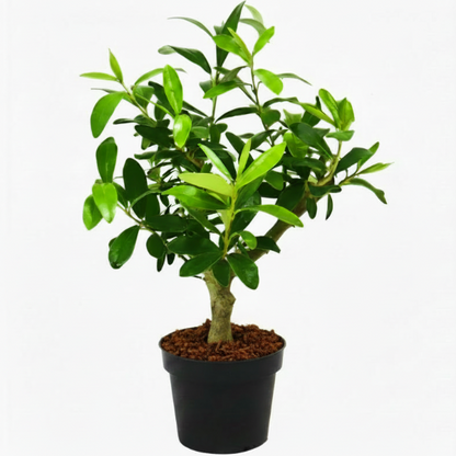 Olive Dwarf Indoor - Olive Bonsai – image 4