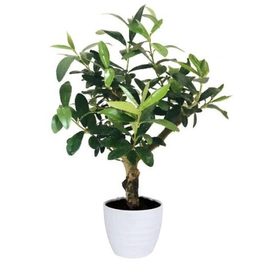 Olive Dwarf Indoor - Olive Bonsai – image 6