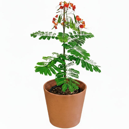 Caesalpinia pulcherrima, Peacock Flower – image 2