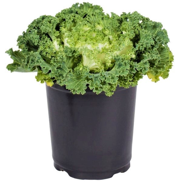 Ornamental Kale, Brassica Oleracea – image 3