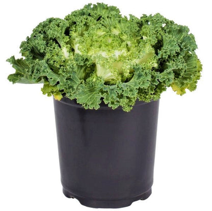 Ornamental Kale, Brassica Oleracea – image 3