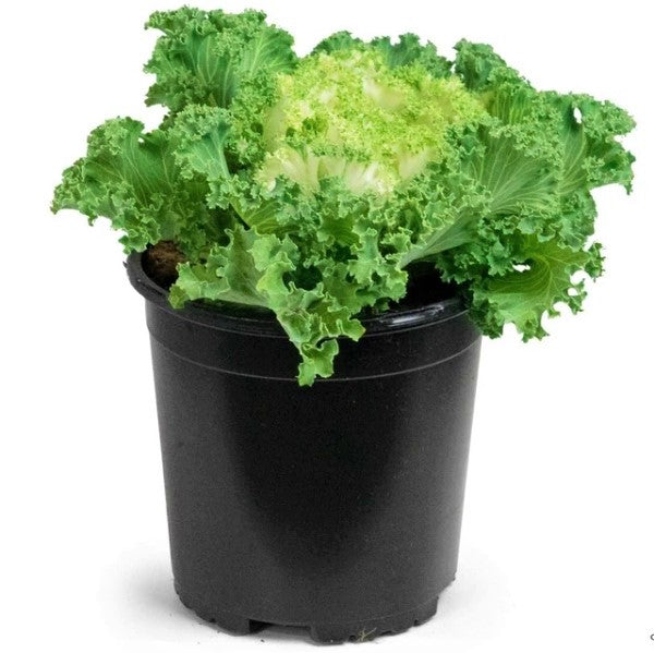 Ornamental Kale, Brassica Oleracea – image 1