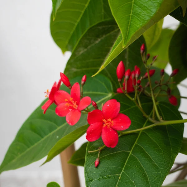 Jatropha Integerrima, Peregrine, Spicy Jatropha – image 7