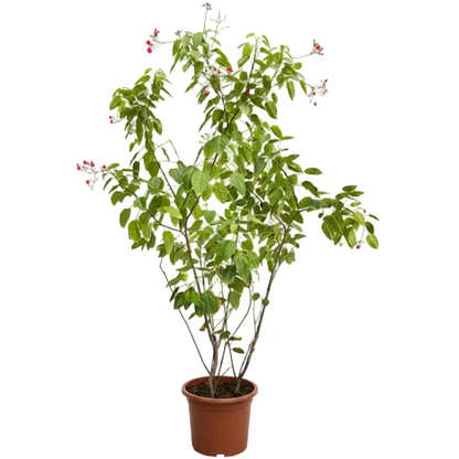 Jatropha Integerrima, Peregrine, Spicy Jatropha – image 2