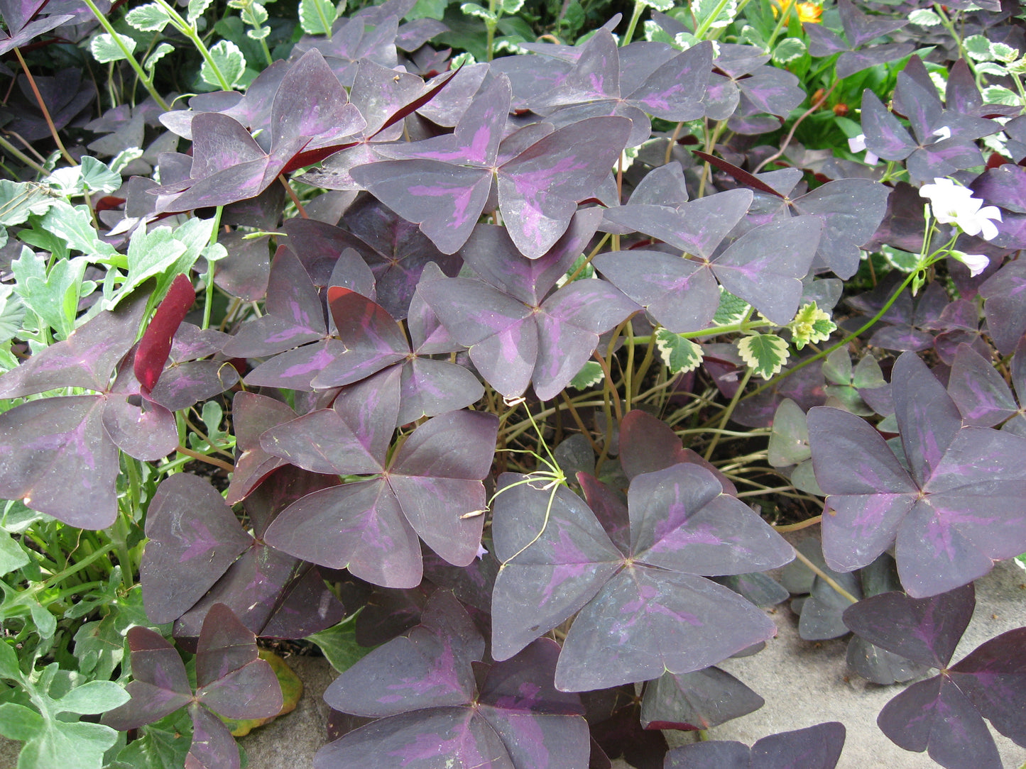 Purple Shamrock (Oxalis triangularis) | الأوكساليس البنفسجي