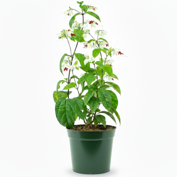 Clerodendrum Thomsoniae, Pink Bleeding Heart Vine – image 3