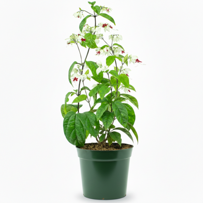 Clerodendrum Thomsoniae, Pink Bleeding Heart Vine – image 3