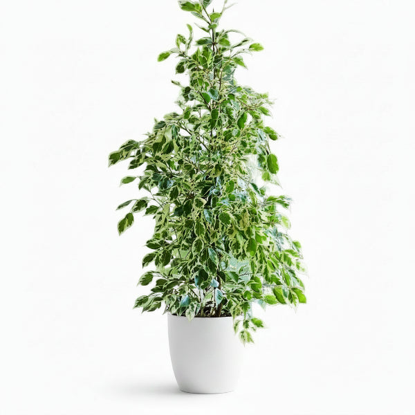 Ficus benjamina variegata, Variegated Weeping Fig – image 3