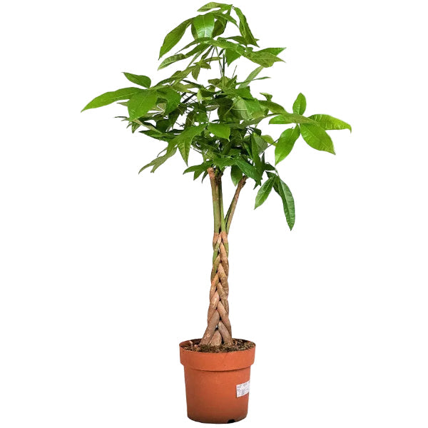 Pachira Aquatica, Money Tree (Twisted Trunk) – image 4