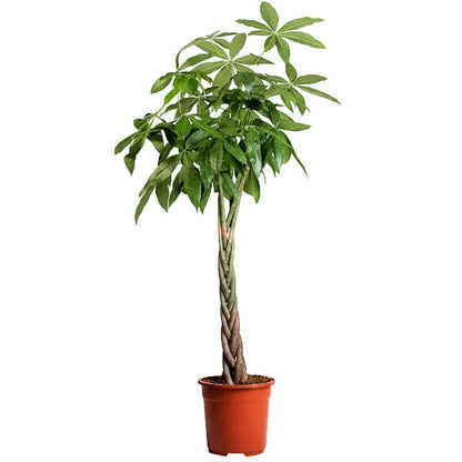 Pachira Aquatica, Money Tree (Twisted Trunk) – image 3