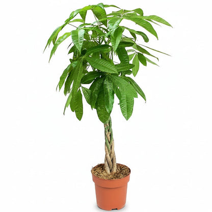 Pachira Aquatica, Money Tree (Twisted Trunk) – image 2