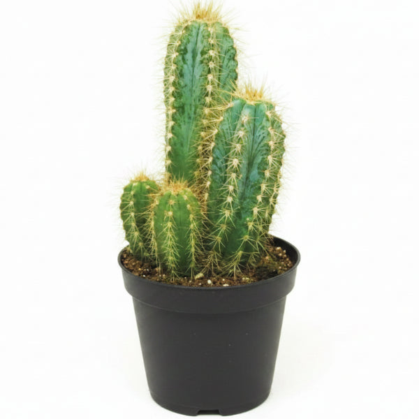 Pachy Cactus – image 6
