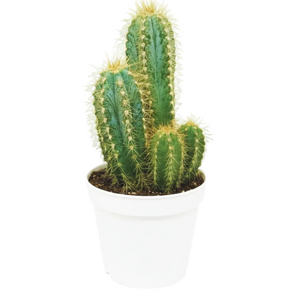 Pachy Cactus – image 7