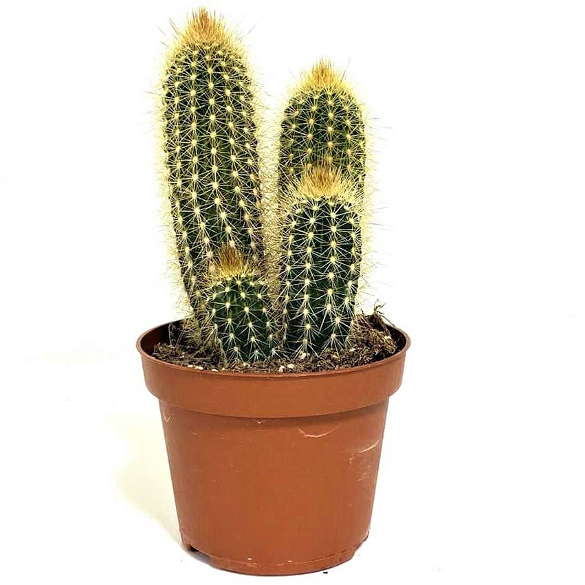 Pachy Cactus – image 5