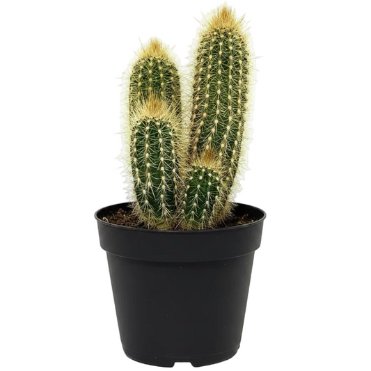 Pachy Cactus – image 1